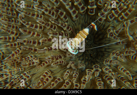 Gamberetto commensale Periclimenes (magnifico) su marrone anemone, Lembeh strait, Nord Sulawesi, Indonesia. Foto Stock