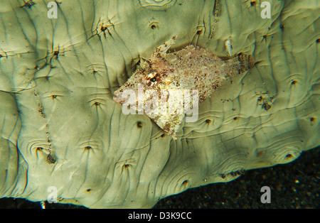 Beige juvenile filefish trying to hide against a greenish sea cucumber, Lembeh Strait, North Sulawesi, Indonesia. Foto Stock