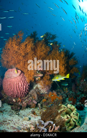 Coloratissima scena sulla barriera corallina con spugna rosa, giallo corallo nero Bush e il giallo e il blu sweeltip striato Pesce, Komodo, Indonesia. Foto Stock