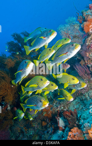 Giallo corallo nero Bush e il giallo e il blu sweeltip striato Pesce, Komodo, Indonesia. Foto Stock