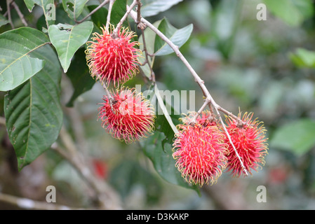 Rambutan, frutto dell'Nephelium lappaceum albero nella famiglia Sapindaceae, sulla struttura ad albero Foto Stock