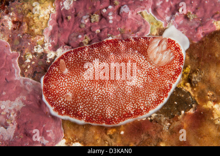 Il bianco e il rosso chromodoris tinctoria nudibranch, Lembeh strait, Nord Sulawesi, Indonesia. Foto Stock