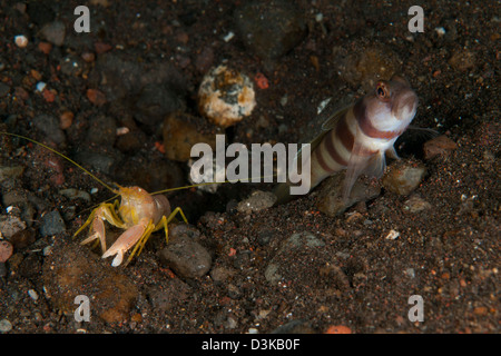 Arancione, bianco e blu ghiozzo con commensali del giallo e del rosso di gamberi ciechi, Bali, Indonesia. Foto Stock