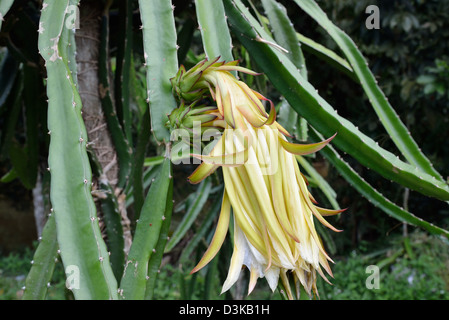 Close up di un drago frutto di fiori e di frutti giovani noto anche come pitahaya o Hylocereus undatus Foto Stock