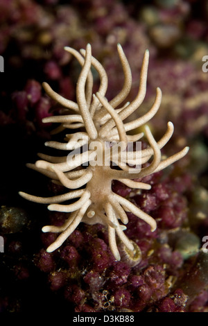 Phyllodesmium briareum nudibranch su viola coralli duri, Indonesia. Foto Stock