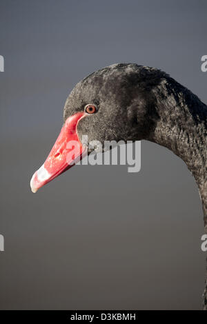 Close up ritratto di cigno nero sul Lago Burley Griffin Canberra Australia Foto Stock