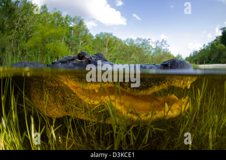 Il coccodrillo americano (Alligator mississipiensis) split sopra e sotto l'acqua shot, Everglades della Florida, Florida. Foto Stock