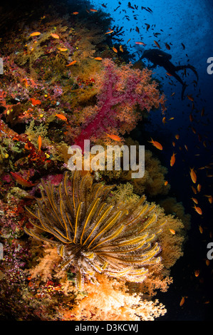 Sub nuota da coralli molli e crinoide, Fiji. Foto Stock