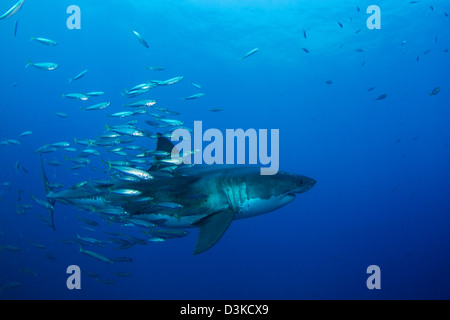 Maschio grande squalo bianco e di pesci da esca, Isola di Guadalupe, in Messico. Foto Stock