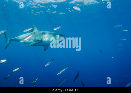 Maschio grande squalo bianco e di pesci da esca, Isola di Guadalupe, in Messico. Foto Stock