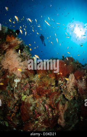 Sommozzatore oltre il reef seascape, Indonesia. Foto Stock