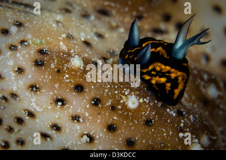 Tiny nudibranch su cetriolo marittimo, Australia. Foto Stock