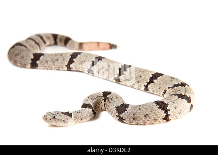 Rock, rattlesnake rattlesnake verde, blu rattlesnake Foto Stock