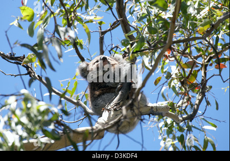 Cape Otway, Australia, un koala recare in un albero di eucalipto Foto Stock