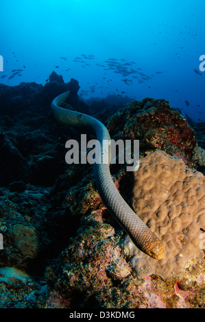 Altamente velenosi mare Oliva Snake (Aipysurus laevis), Australia, Coral Sea, Oceano Pacifico. Foto Stock