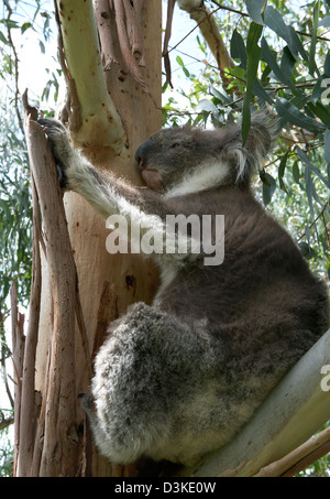 Accordi di Wye River, Australia, un koala recare in un albero di eucalipto Foto Stock