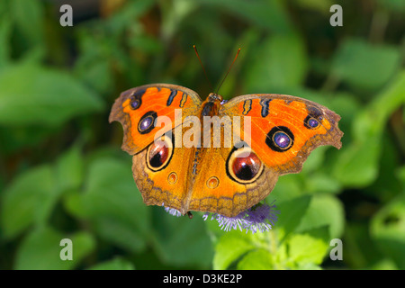 Peacock Pansy butterfly Foto Stock