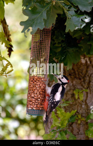 Picchio rosso maggiore 'Dendrocopus major' Foto Stock