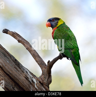 Rainbow Lorikeet, Trichoglossus haematodus,appollaiate su un ramo Foto Stock