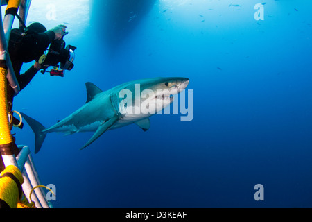 Fotografo subacqueo scattare una fotografia di un maschio grande squalo bianco, Isola di Guadalupe, in Messico. Foto Stock