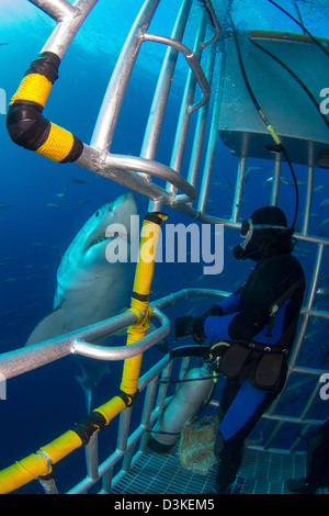 Sommozzatore osserva un maschio grande squalo bianco dall'interno di una gabbia di squalo, Isola di Guadalupe, in Messico. Foto Stock