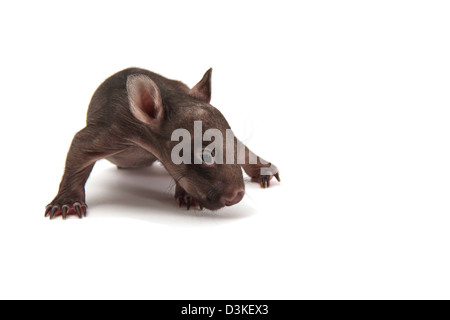 Wombat comune neonato fotografato in un studio Foto Stock