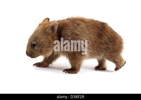 Wombat comune fotografata in uno studio Foto Stock