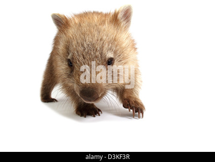 Wombat comune fotografata in uno studio Foto Stock