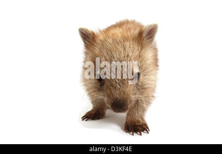 Wombat comune fotografata in uno studio Foto Stock