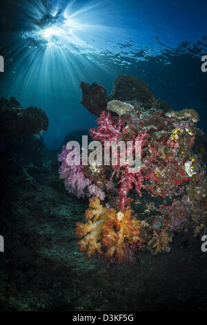 Corallo morbido e sunburst in Raja Ampat, Indonesia. Foto Stock