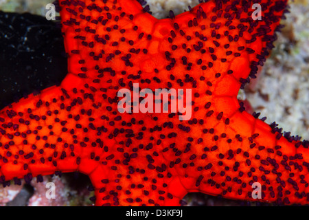Red Starfish in Raja Ampat, Indonesia. Foto Stock