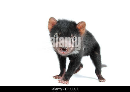 Diavolo della Tasmania capretti Foto Stock