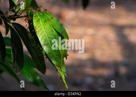 Oecophylla smaragdina. Weaver ant nido su un albero di mango. Andhra Pradesh, India Foto Stock