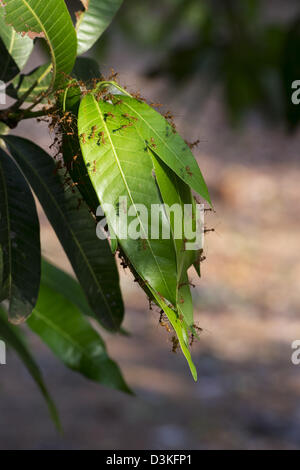 Oecophylla smaragdina. Weaver ant nido su un albero di mango. Andhra Pradesh, India Foto Stock