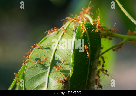 Oecophylla smaragdina. Weaver ant nido su un albero di mango. Andhra Pradesh, India Foto Stock