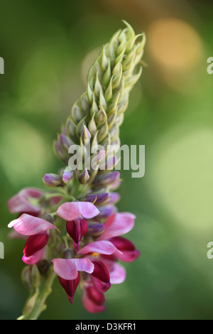 Fiori di Kudzu Foto Stock