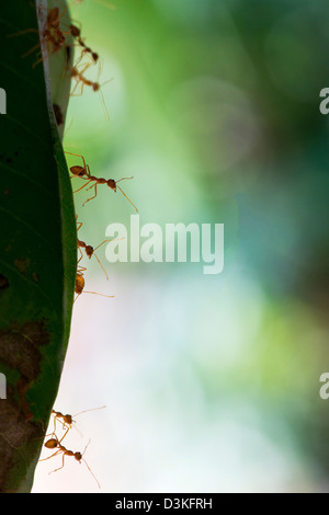 Oecophylla smaragdina. Weaver ant nido su un albero di mango. Andhra Pradesh, India Foto Stock