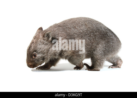 Wombat comune fotografato in un monolocale adatto per cut-out Foto Stock