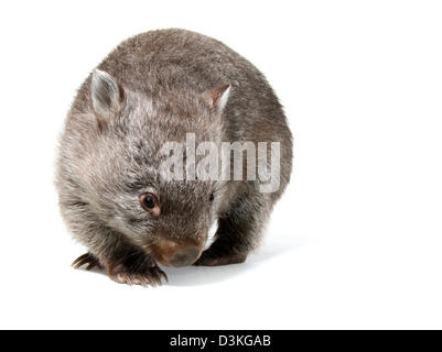 Wombat comune fotografato in un monolocale adatto per cut-out Foto Stock