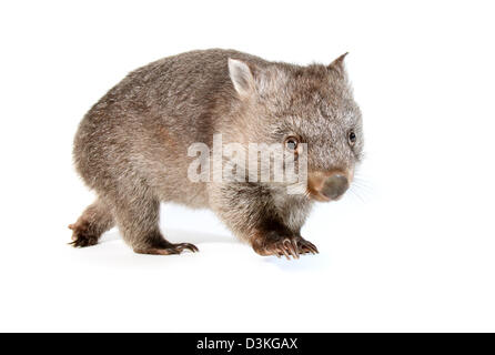 Wombat comune fotografato in un monolocale adatto per cut-out Foto Stock