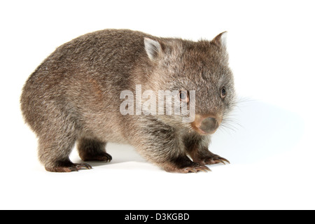 Wombat comune fotografato in un monolocale adatto per cut-out Foto Stock