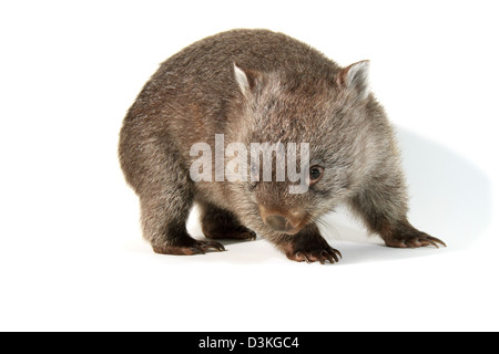 Wombat comune fotografato in un monolocale adatto per cut-out Foto Stock