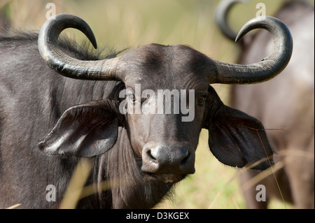 Buffalo (Syncerus caffer caffer), Shimba Hills riserva nazionale, Kenya Foto Stock