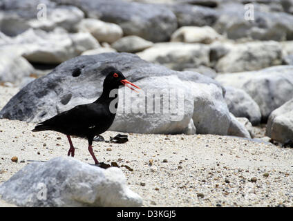 Oystercatcher africana o nero africano Oystercatcher, (Haematopus moquini) sulla spiaggia di Kommetjie vicino a Cape Town. Foto Stock