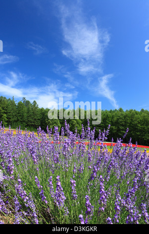 Campo di lavanda e cielo blu con nuvole Foto Stock