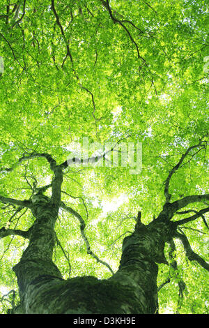 Albero di acero Foto Stock