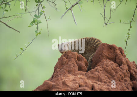 La mangusta nastrati (Mungos mungo) seduto su un tumulo termite, Taita Hills Wildlife Sanctuary, Kenya Foto Stock