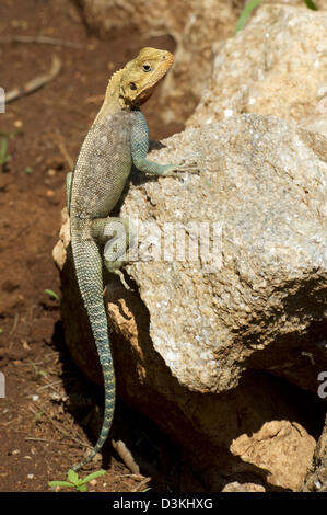 Agama lizard, Taita Hills Wildlife Sanctuary, Kenya Foto Stock