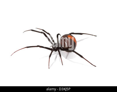 Femmina ragno Redback latrodectus hasselti in studio Foto Stock