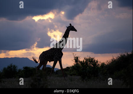Maasai giraffe (Giraffa camelopardalis tippelskirchi) al tramonto, parco nazionale orientale di Tsavo, Kenya Foto Stock